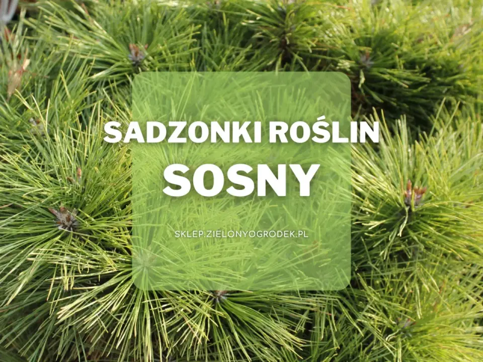 Odmiany sosen do ogrodu - które sprawdzą się najlepiej?
