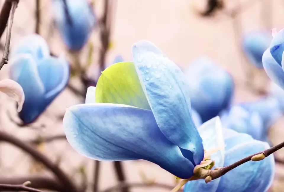 Magnolia niebieska - czy istnieje? Prawda o kolorze i uprawie