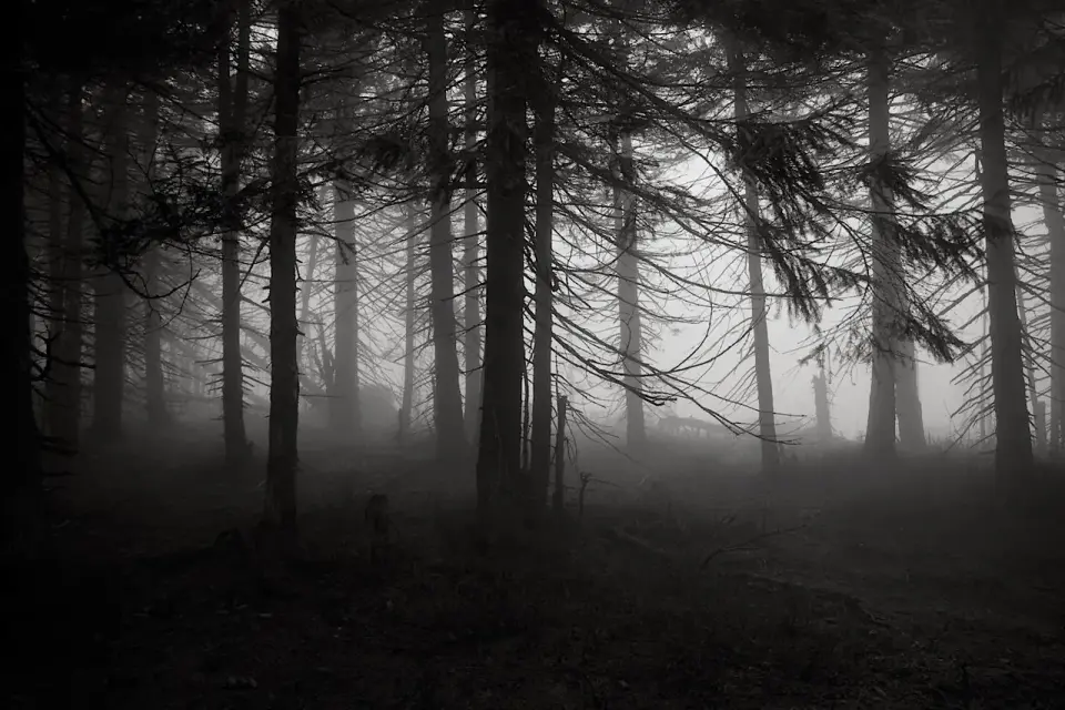 W głębi lasu - thriller psychologiczny o winie i tajemnicy