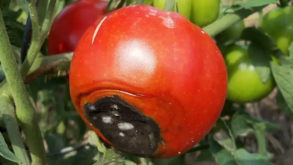 Quando dare il calcio ai pomodori per evitare il marciume apicale