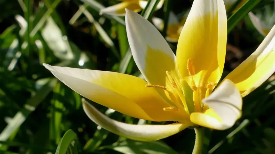Tulipany botaniczne - piękno i wsparcie dla zapylaczy w ogrodzie