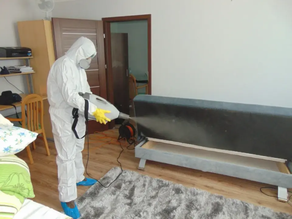 Dezynsekcja w domu - kiedy ma sens i jak się do niej przygotować