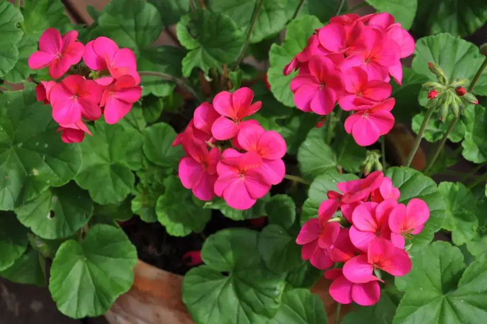 Pelargoner utomhus - Så lyckas du med frodig blomning!
