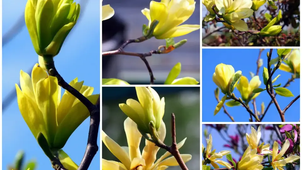 Żółta magnolia - Kiedy kwitnie i jak dbać o obfite kwiaty?