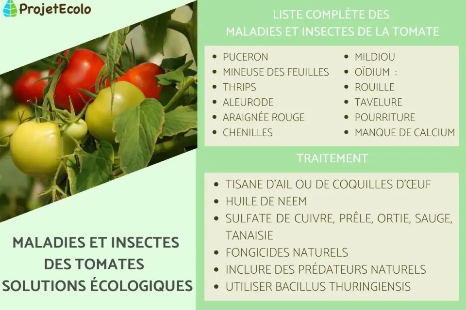 Danger de la tomate - maladies, ravageurs et bons réflexes