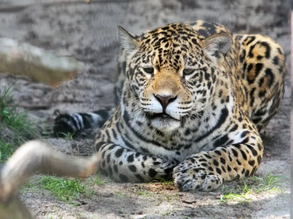 Krakowskie Zoo - Czy warto? Opinie, dojazd, bilety i porady