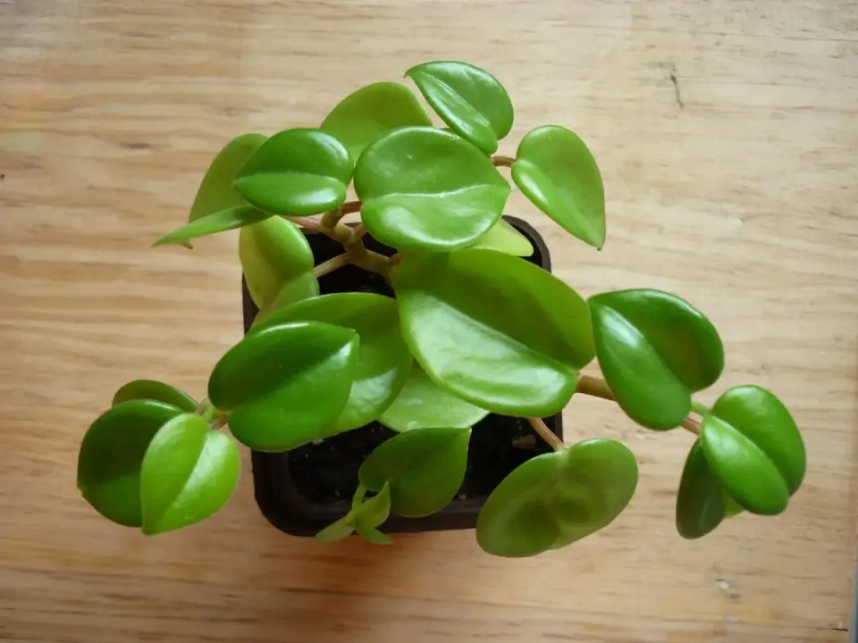Peperomia w domu - odmiany, podlewanie i najważniejsze zasady