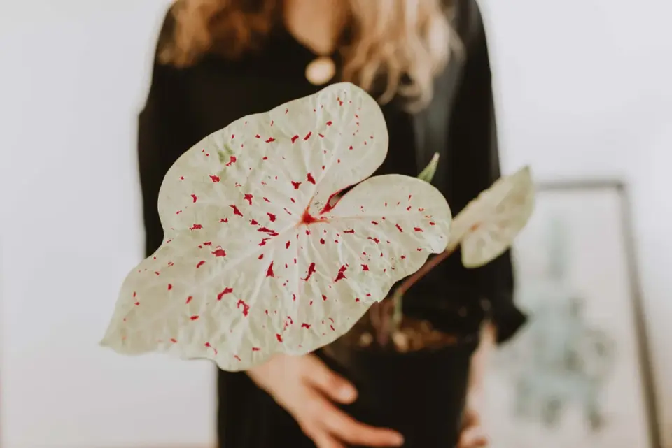 Skrzydła anioła - Begonia czy Kaladium? Pielęgnacja i zimowanie