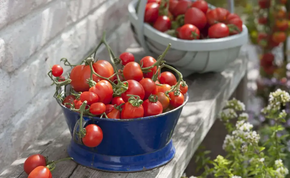 Tomate - Frucht oder Gemüse? Das steckt dahinter