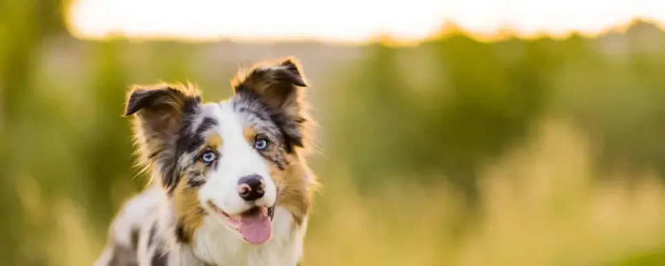 Ile waży border collie? Tak rozpoznasz prawidłową masę