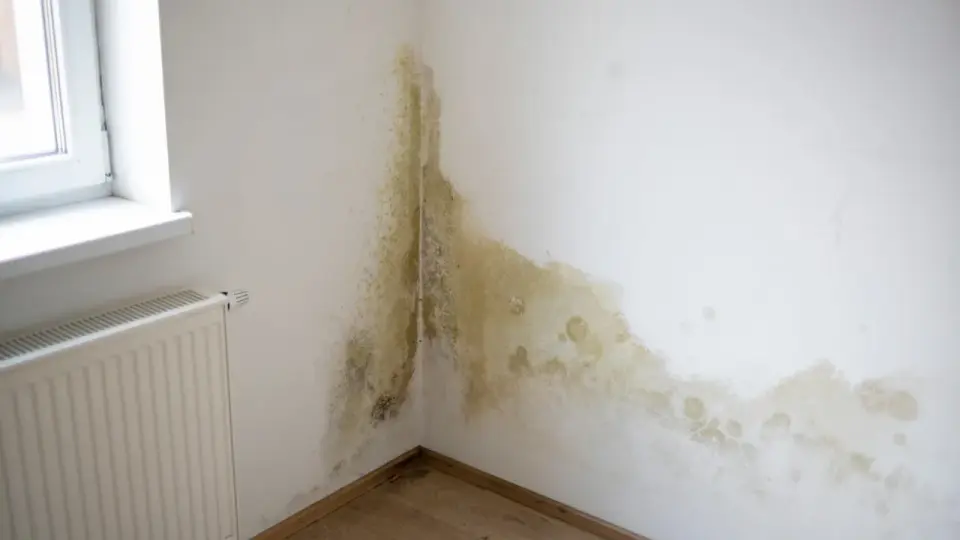 Preparat na pleśń na ścianie - Wybierz i zastosuj skutecznie!