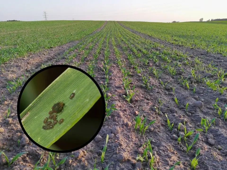 Afinto - insektycyd na mszyce: Jak działa flonikamid?