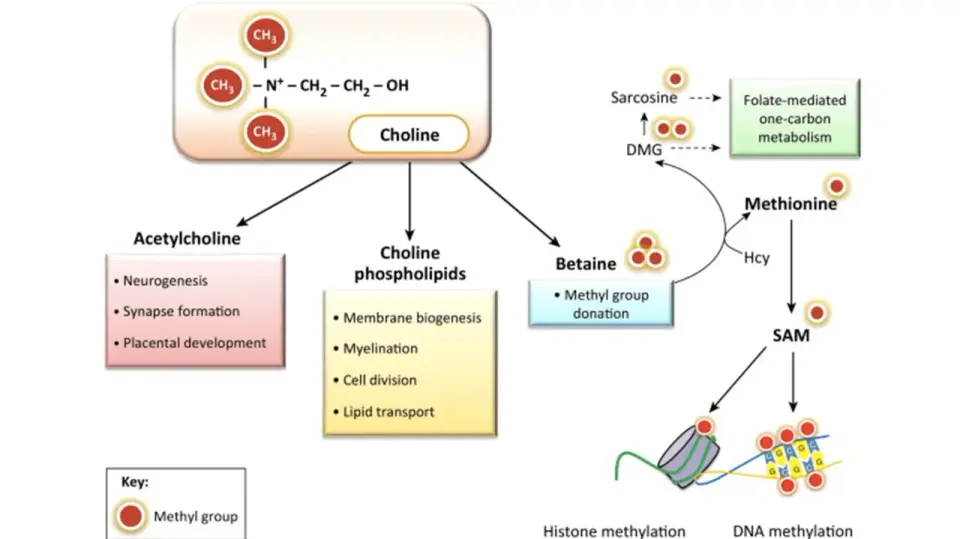Acetylocholina - jak działa na mózg, mięśnie i pęcherz?
