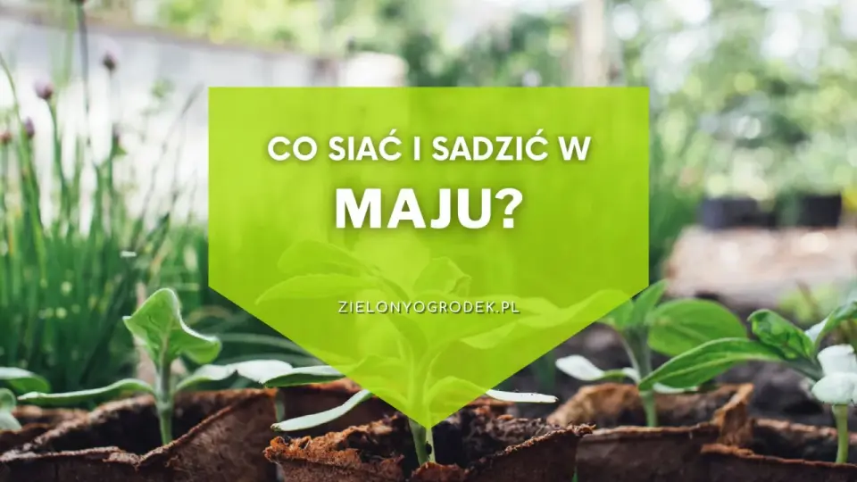 Co siać w maju? Terminy warzyw, ziół i kwiatów