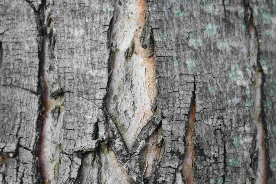 Riss im Apfelbaum? Ursachen erkennen und richtig handeln