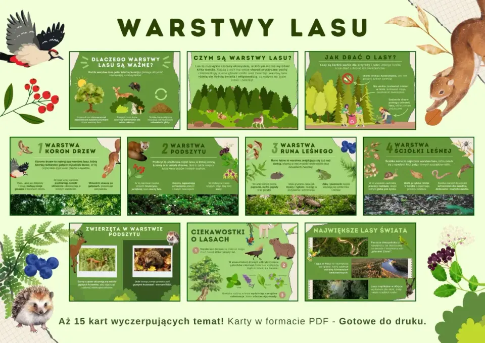 Warstwy lasu - Jak je rozpoznać i dlaczego są ważne?