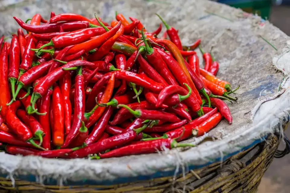 Papryka chili: kto powinien jej unikać? Przeciwwskazania i ryzyko