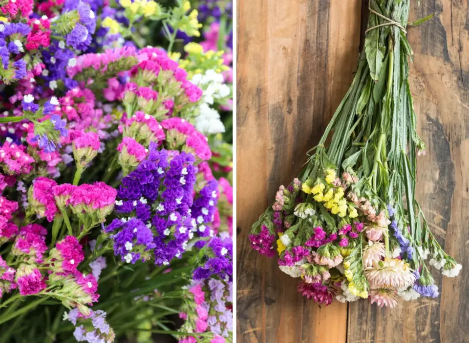 Kwitnienie limonium - kiedy i jak o nie dbać?