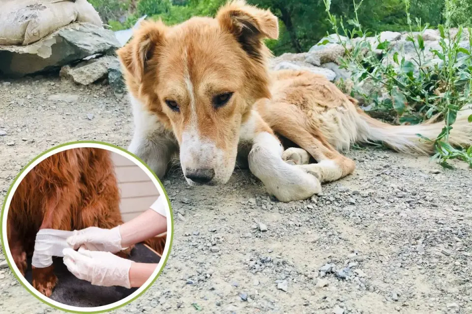 Cane ferito - Cosa fare subito per salvarlo?