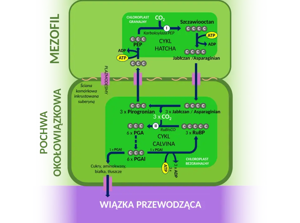 Rodzaje traw: budowa, gatunki, C3/C4 – pełny przewodnik