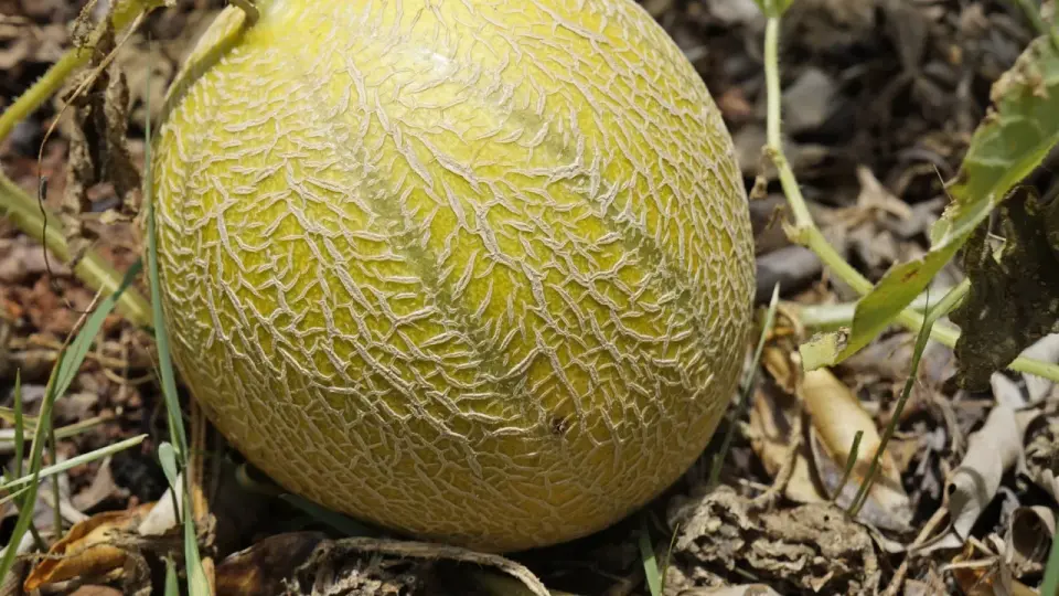 Melon w ogrodzie - Jak mieć słodkie owoce nawet w Polsce?