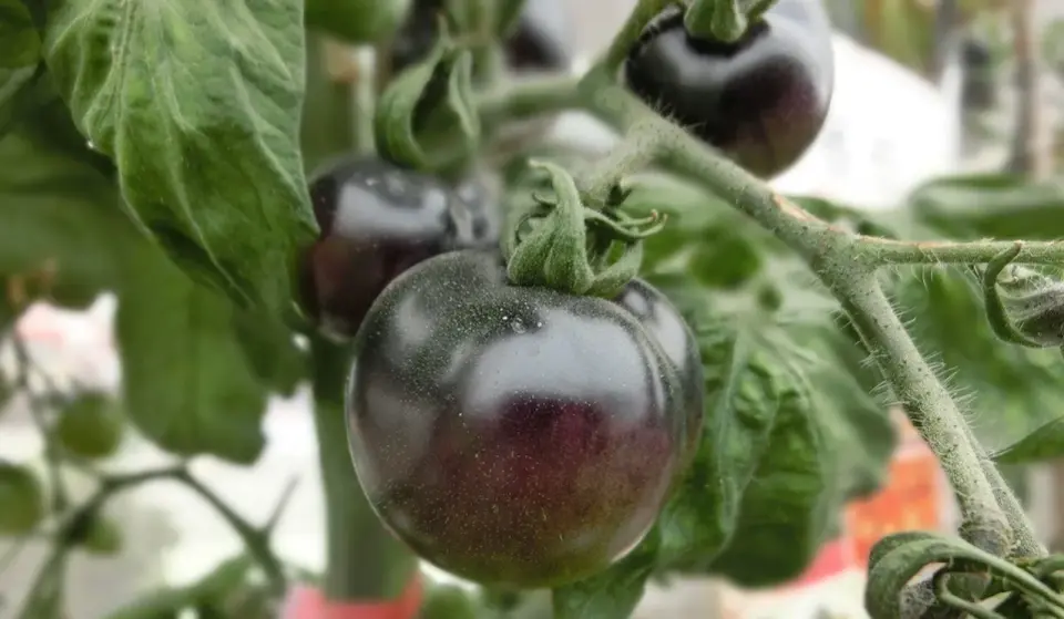 Czarny pomidor - odmiany, uprawa i smak ciemnych pomidorów
