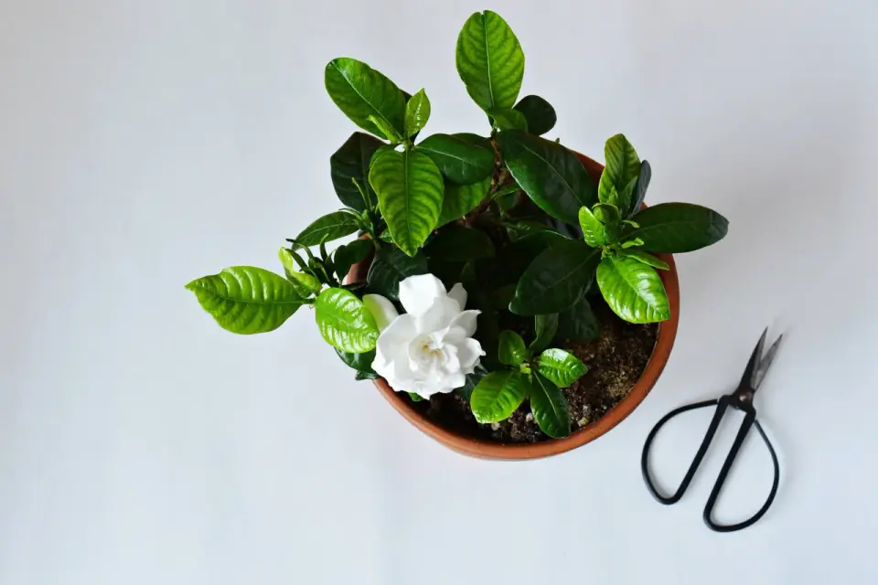 Gardenia - Jak sprawić, by kwitła? Poradnik krok po kroku