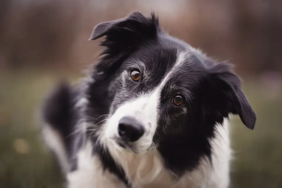 Ile kosztuje border collie - Cena szczeniaka i koszty utrzymania