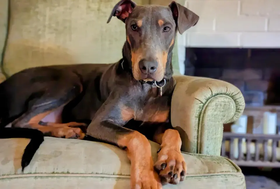 Niebieski doberman - Rzadki kolor czy problem ze zdrowiem?