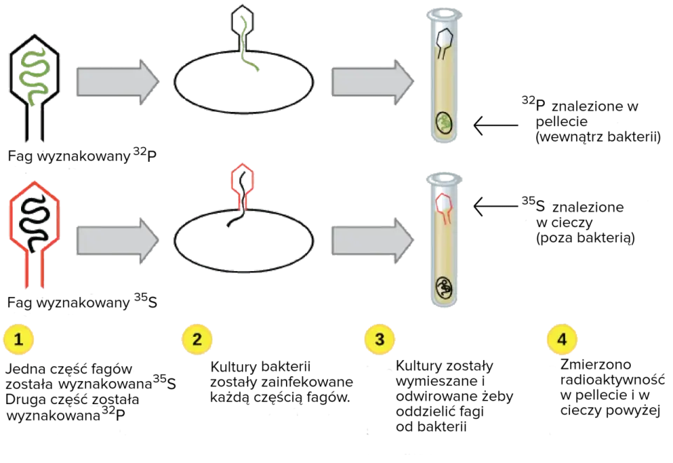 Replikacja DNA - Jak komórka kopiuje życie?