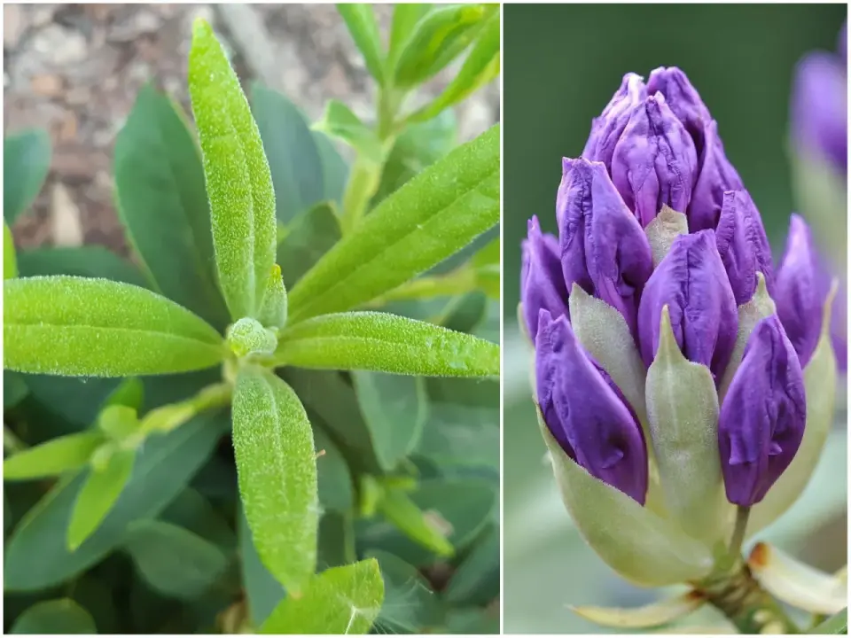 Rododendron nie kwitnie? 6 przyczyn i skuteczne rozwiązania!