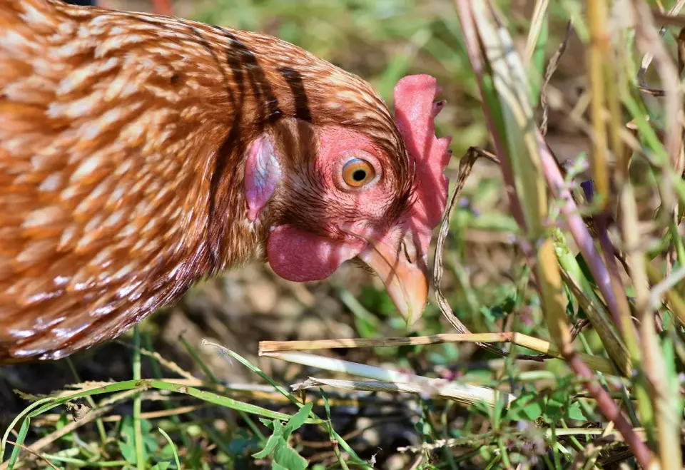 Co zjada kleszcze - Poznaj naturalnych wrogów i zadbaj o swój ogród