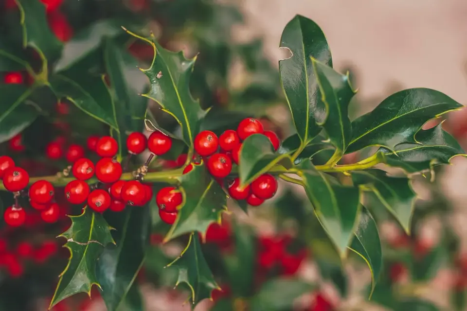 A Holly Jolly Christmas - Co to znaczy? To nie tylko ostrokrzew