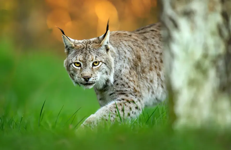 Ryś - cichy władca puszcz - Niezwykłe ciekawostki