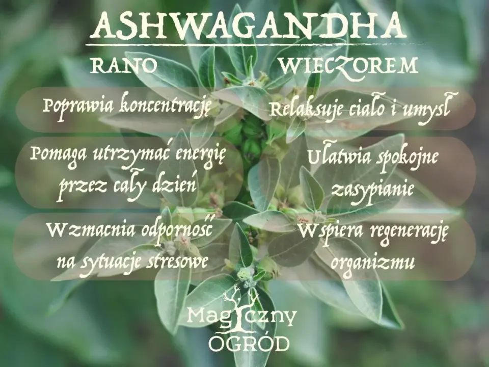 Ashwagandha rano czy na noc? Wybierz porę pod swój cel