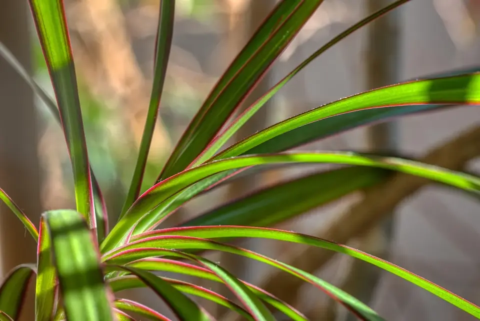 Dracena - Pielęgnacja bez brązowych liści. Poradnik