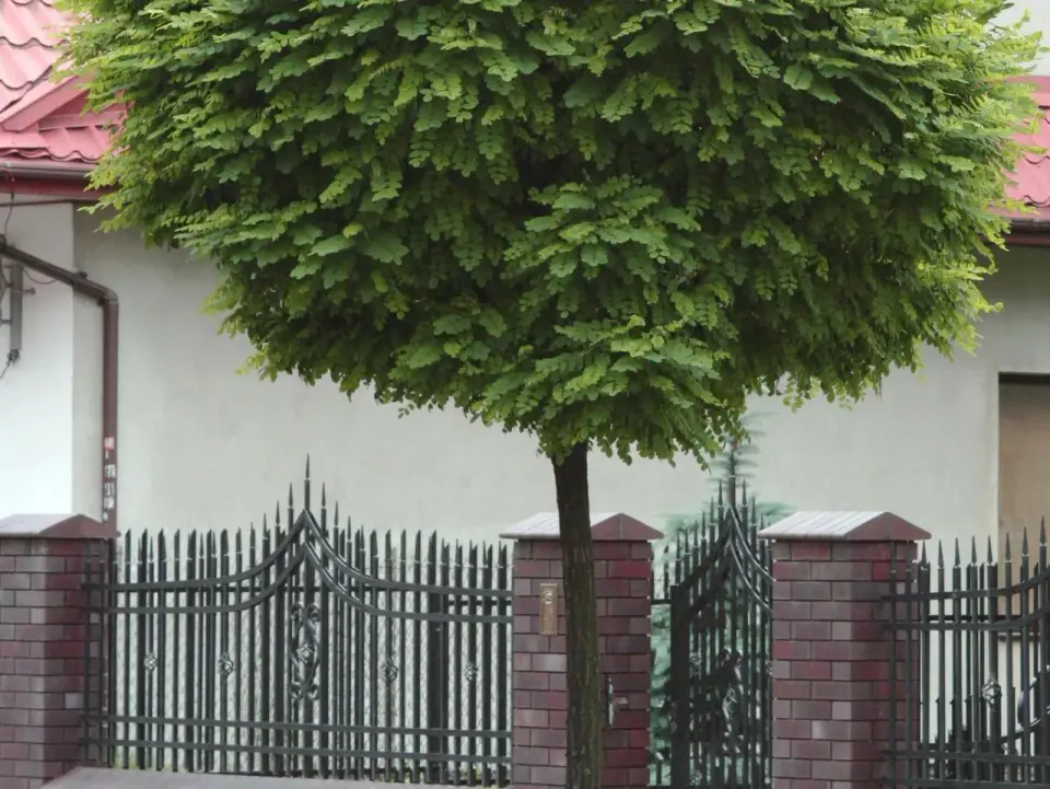 Robinia akacjowa 'Umbraculifera' - idealna do małego ogrodu?