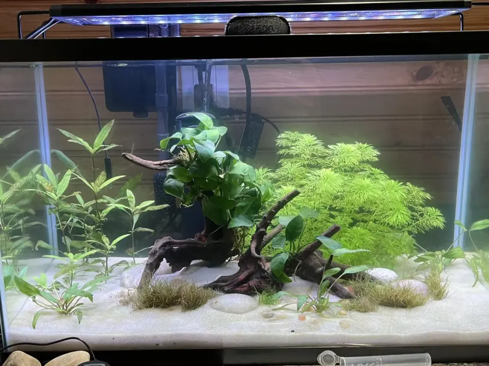 Hygrophila siamensis - Jak dbać o tę roślinę, by rosła gęsto?