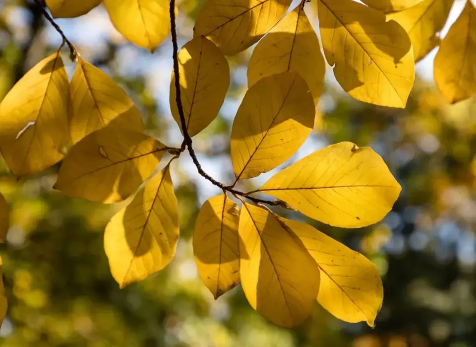 Liście magnolii - Co mówią o zdrowiu rośliny?