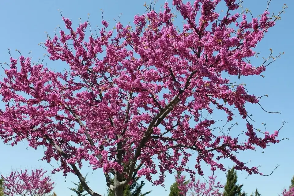 Różowa robinia - kiedy kwitnie i jak ją pielęgnować?