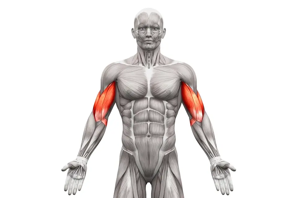 Najlepsze ćwiczenia na biceps - Jak trenować i nie marnować serii?