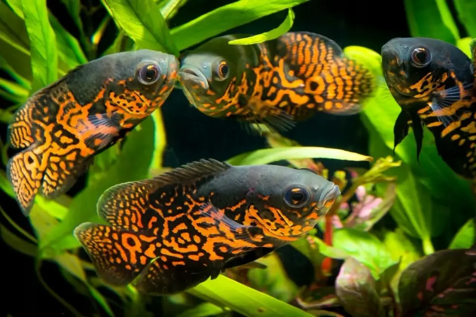 Pielęgnica severum gold - Poznaj wymagania i uniknij błędów