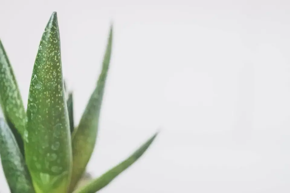 Jak podlewać aloes? - Rzadziej znaczy lepiej!