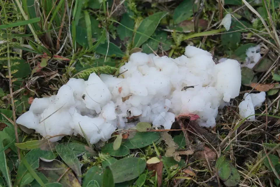 Śluzowce - Czym są i dlaczego nie są grzybami?