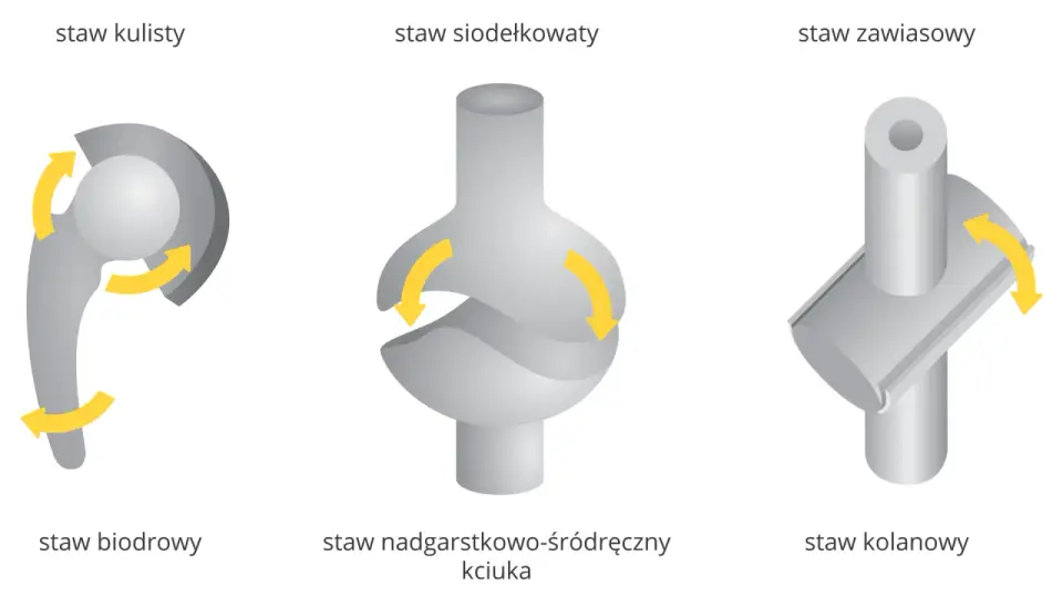 Rodzaje stawów i ich budowa - anatomia ruchu bez skrótów
