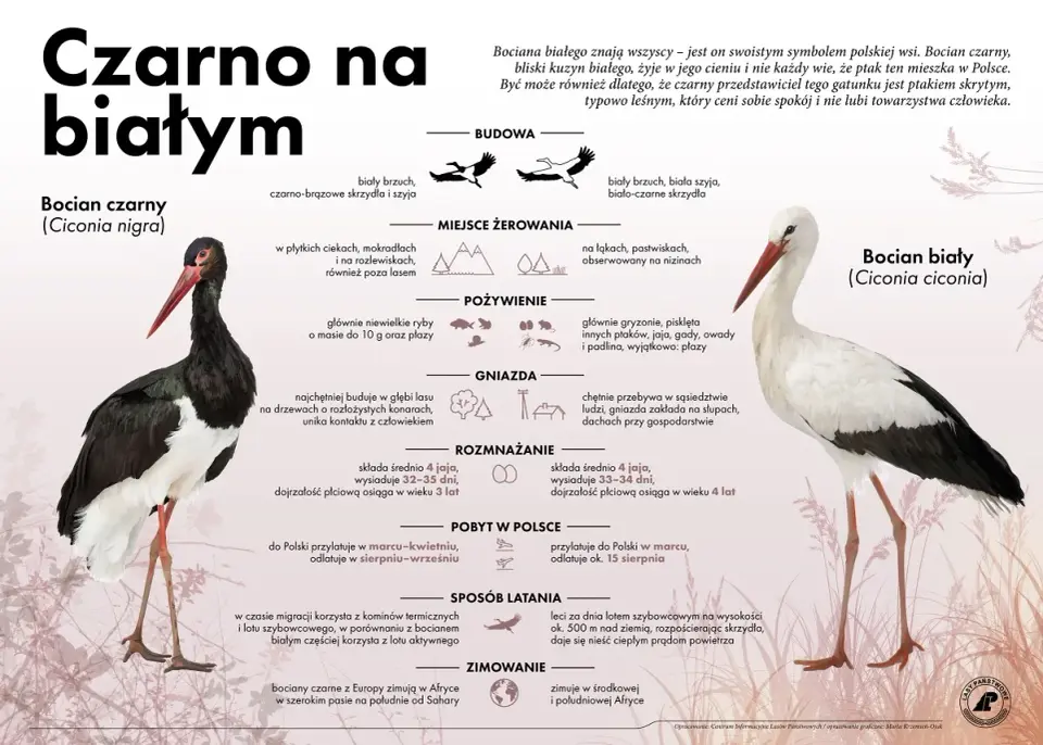 Co je bocian biały? Zaskakująca prawda o jego diecie
