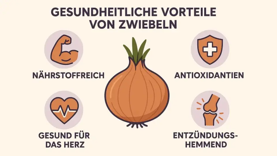 Zwiebeln gesund? Was sie im Alltag wirklich bringen