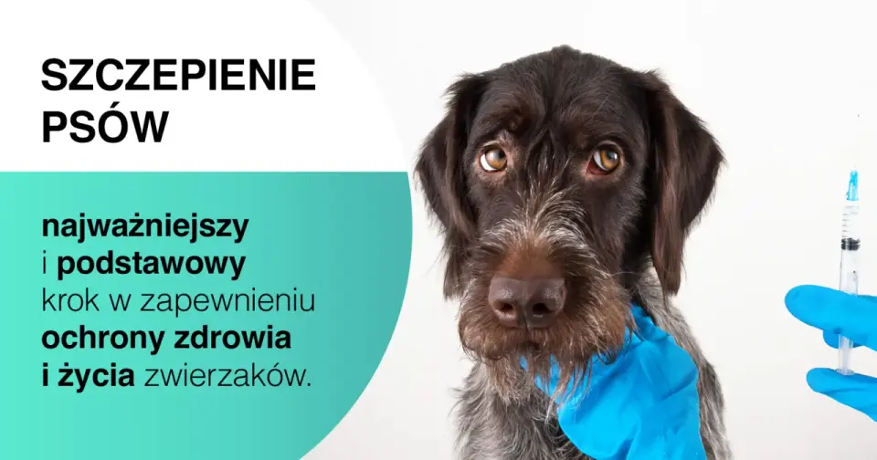 Szczepienia psa - Kompletny przewodnik po ochronie i kosztach