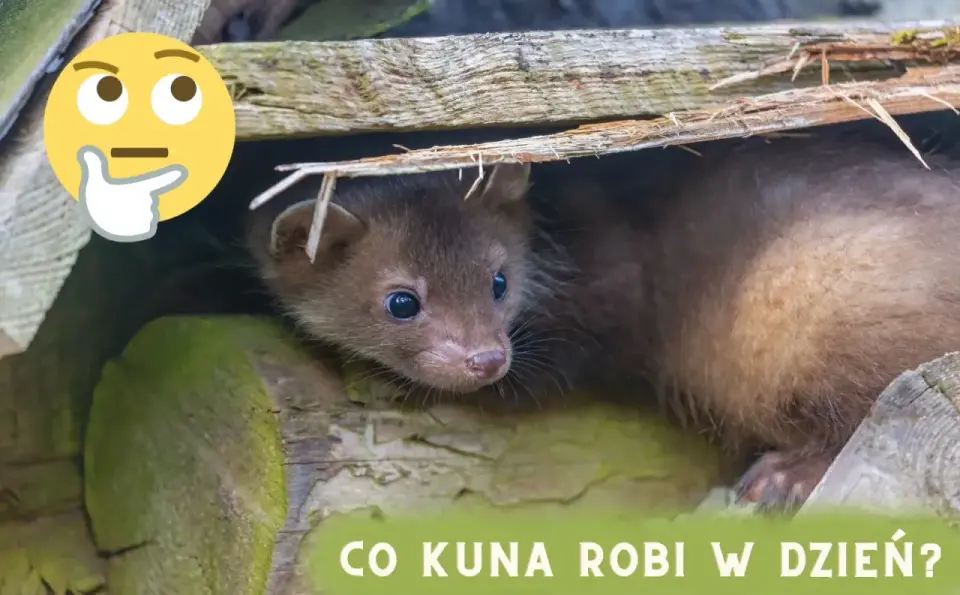 Kuna w dzień - Co robi i gdzie się chowa? Poradnik