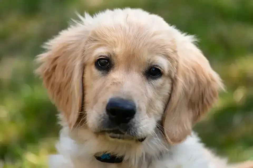 Sierść golden retrievera - jak dbać i czego nie robić